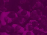 Policy jobs Scotland