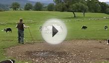 Border collies working as sheepdogs in Scotland